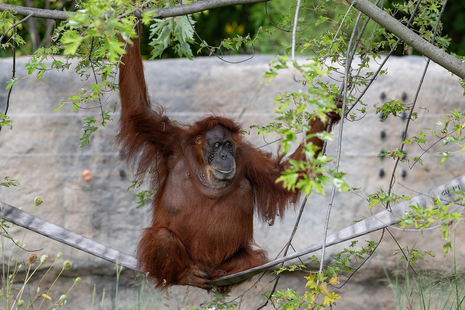 Puppe, Sumatran Orangutan