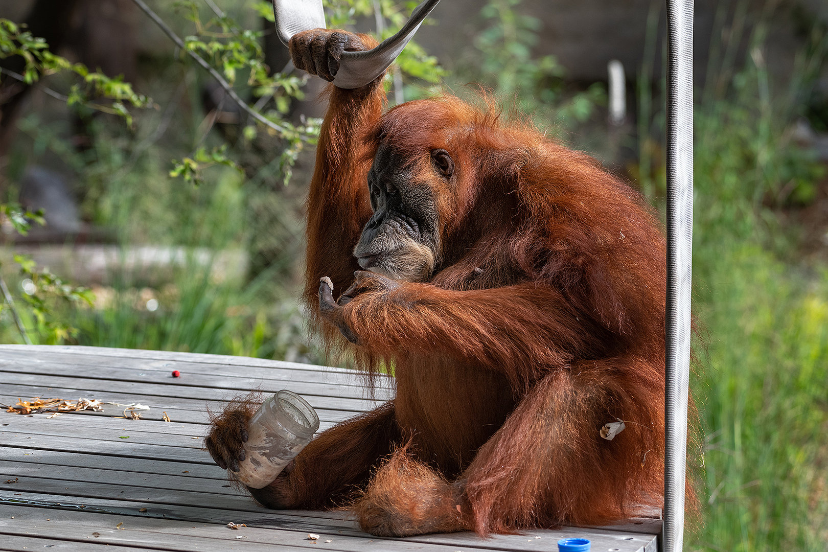 Puppe, Sumatran Orangutan