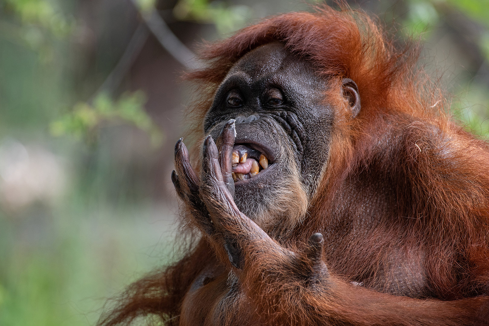 Puppe, Sumatran Orangutan
