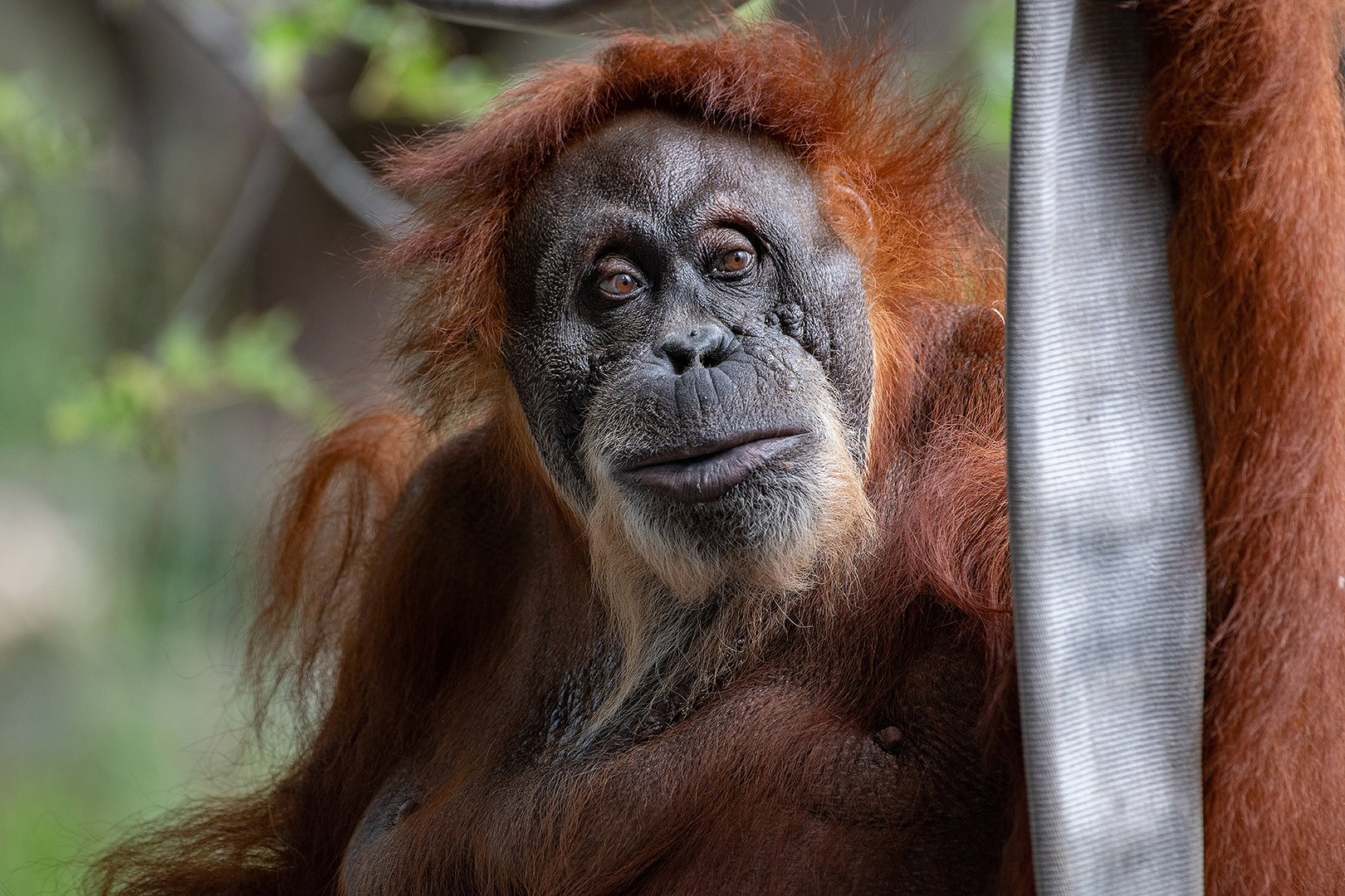 Puppe, Sumatran Orangutan