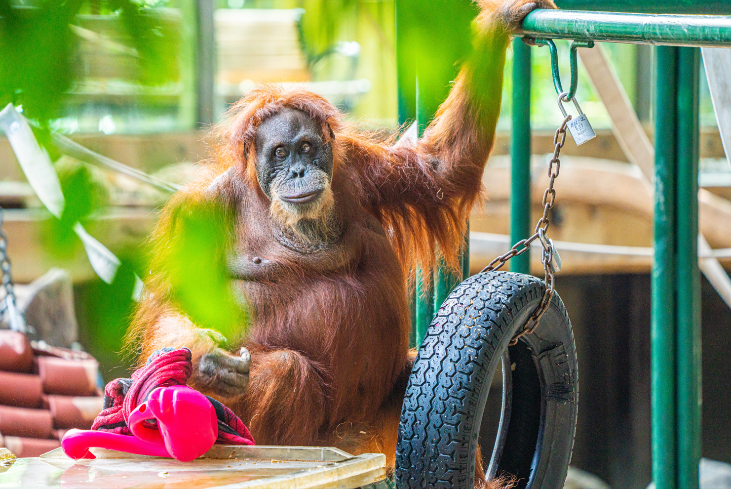 Puppe the 55-yr-old female Sumatran Orangutan