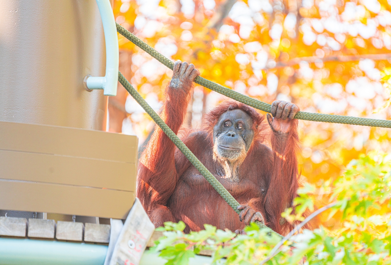 Puppe the 56-year-old female Sumatran Orangutan