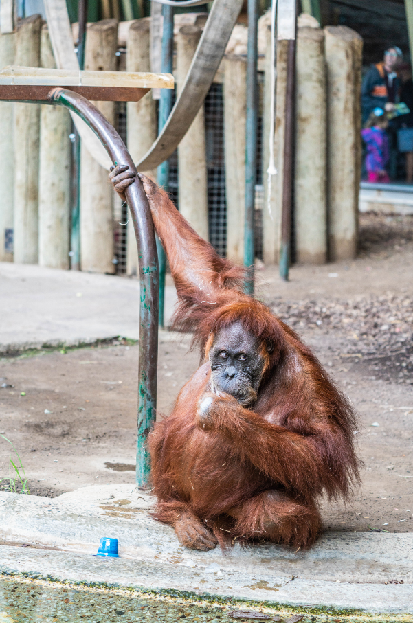 Puppe the female Sumatran Orangutan
