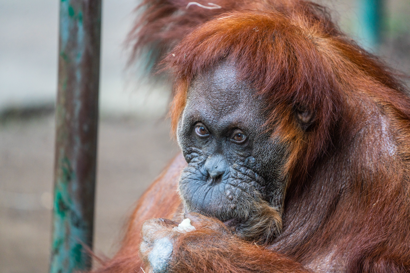 Puppy the female Sumatran Orangutan