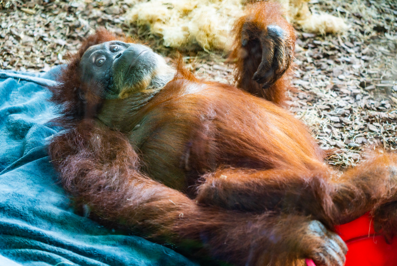 Puppy the female Sumatran Orangutan