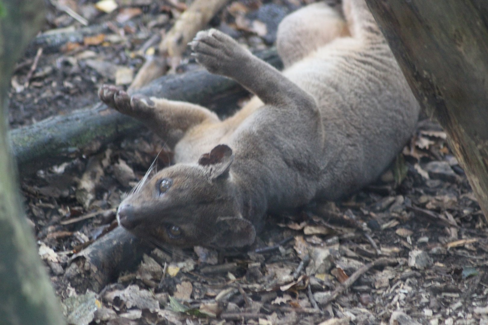 Purdy the Fossa having a roll