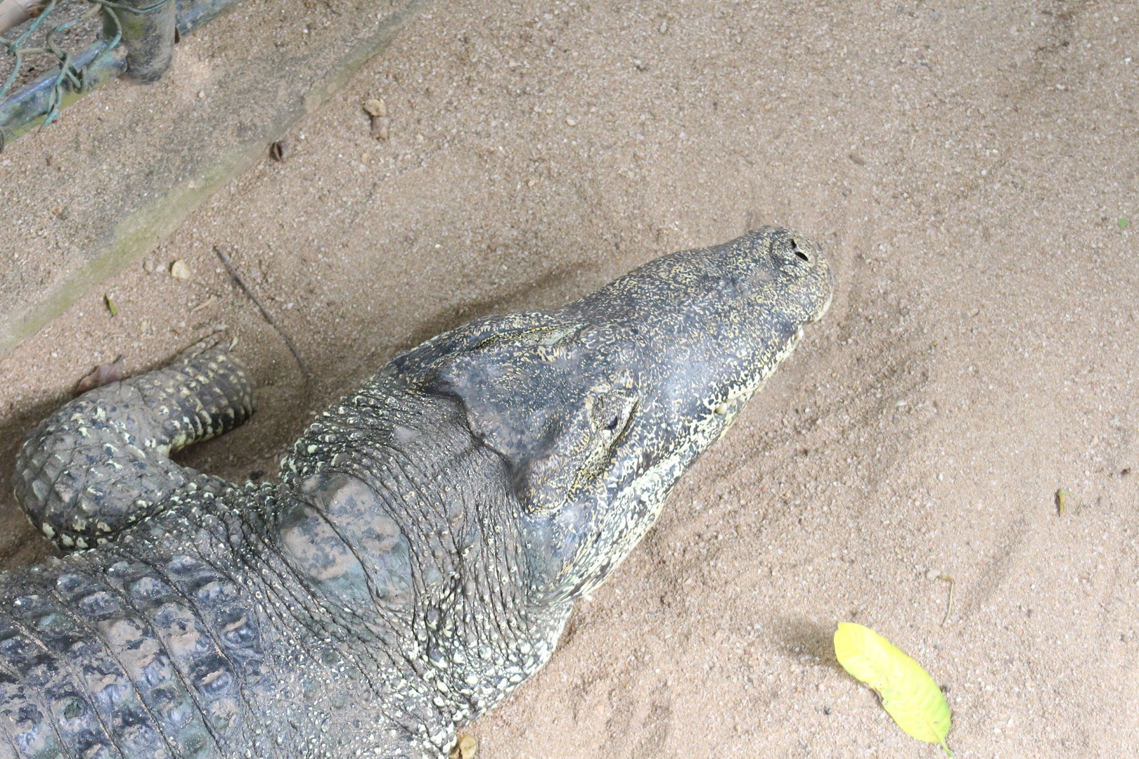 pure bred Cuban Crocodile
