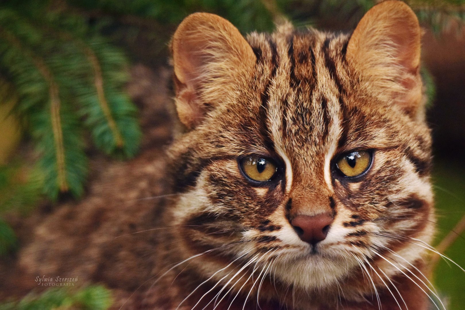Pure curiosity - Amur leopard cat