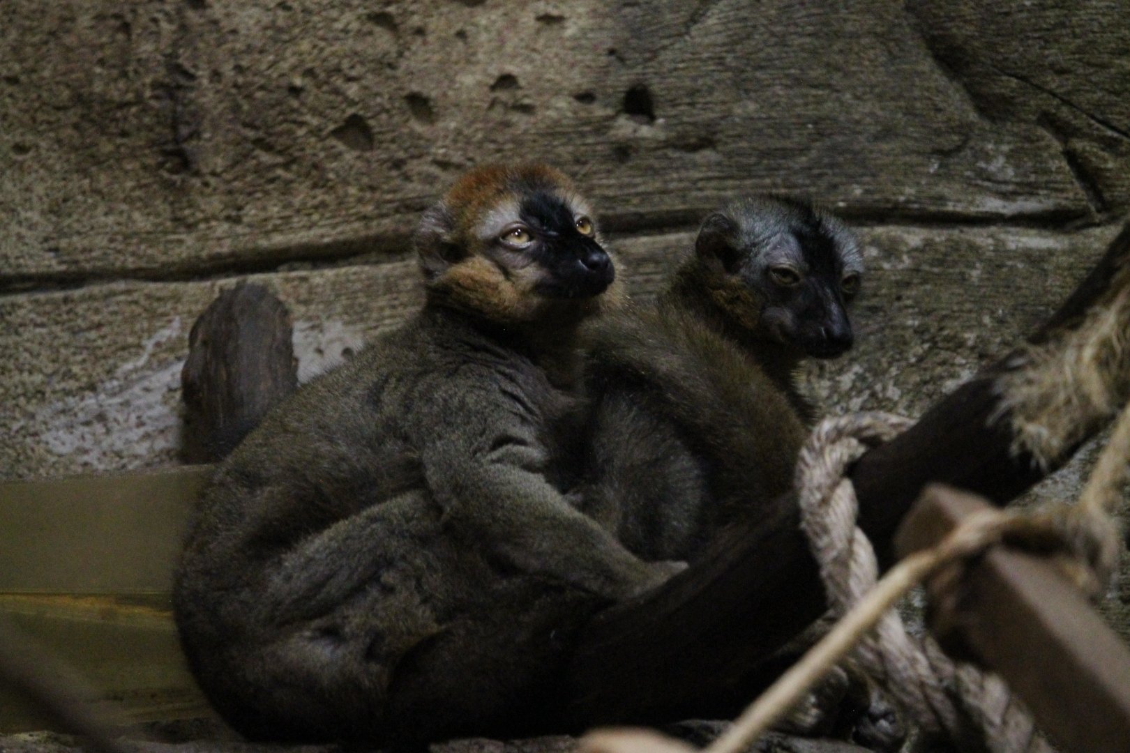 'pure' Eulemur rufifrons?