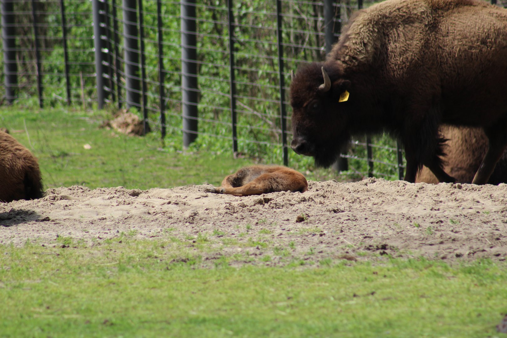 Pure Plains Bison Calf