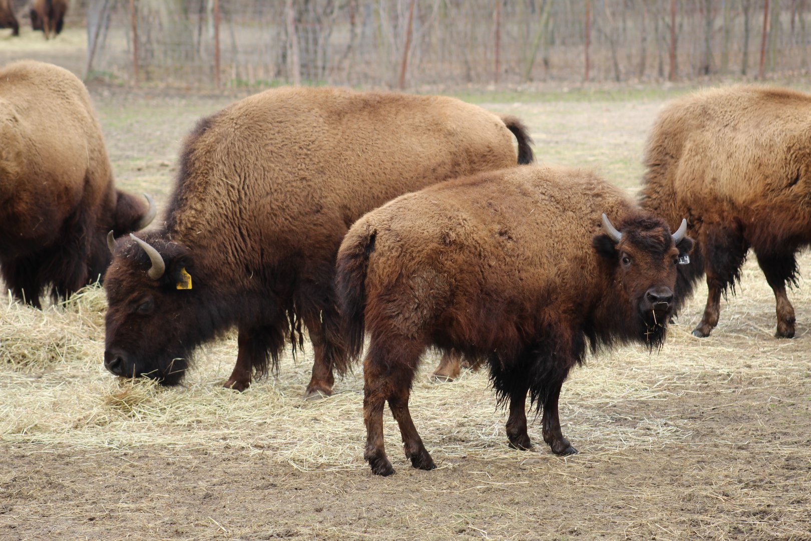 Pure Plains Bison