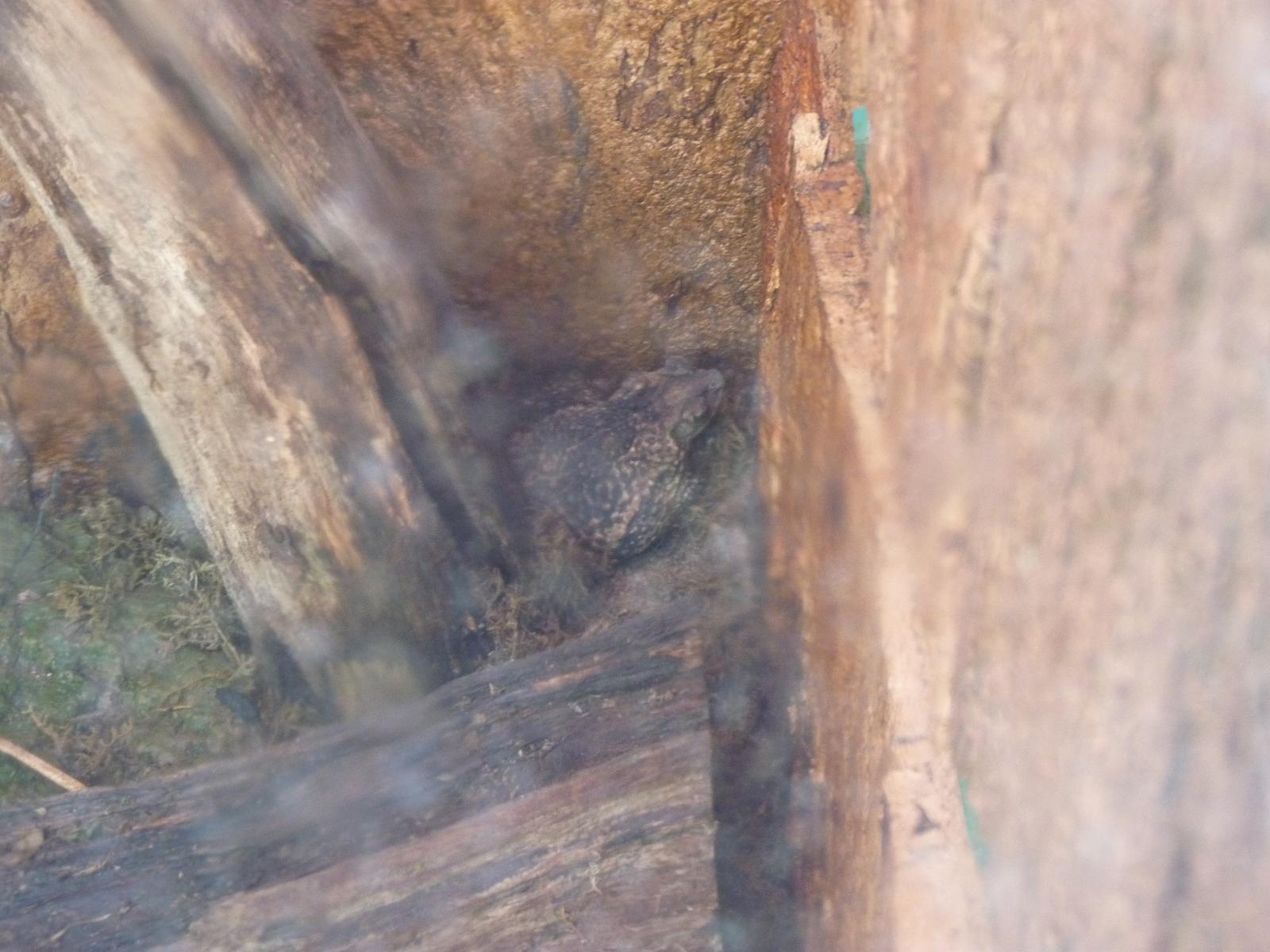 Pureto Rican Crested Toad