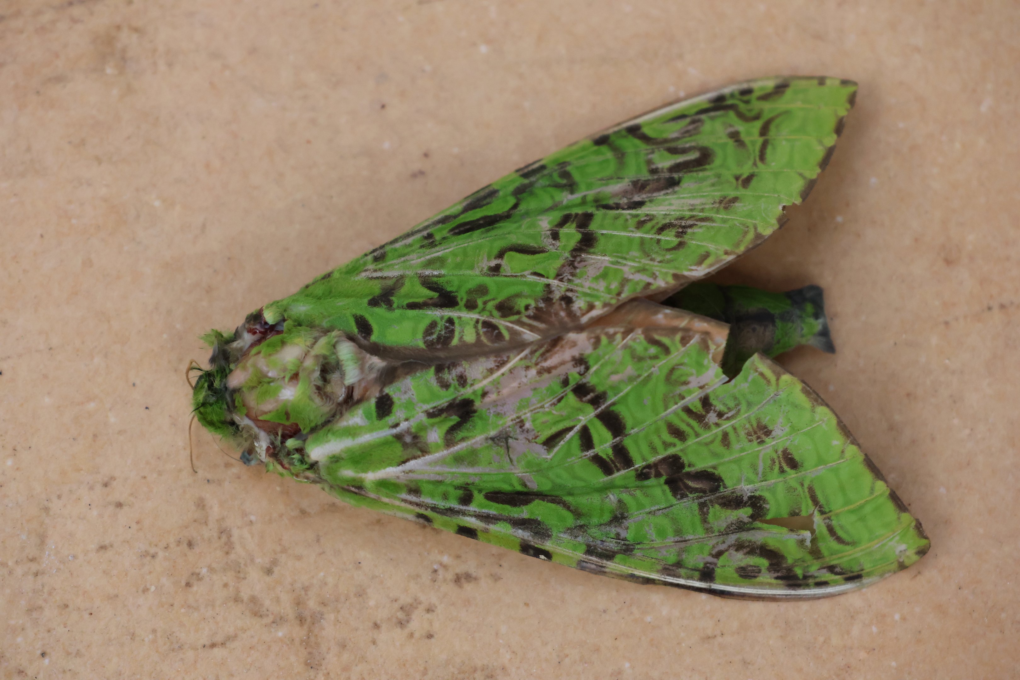 Pūriri Moth (Aenetus virescens), Wellington