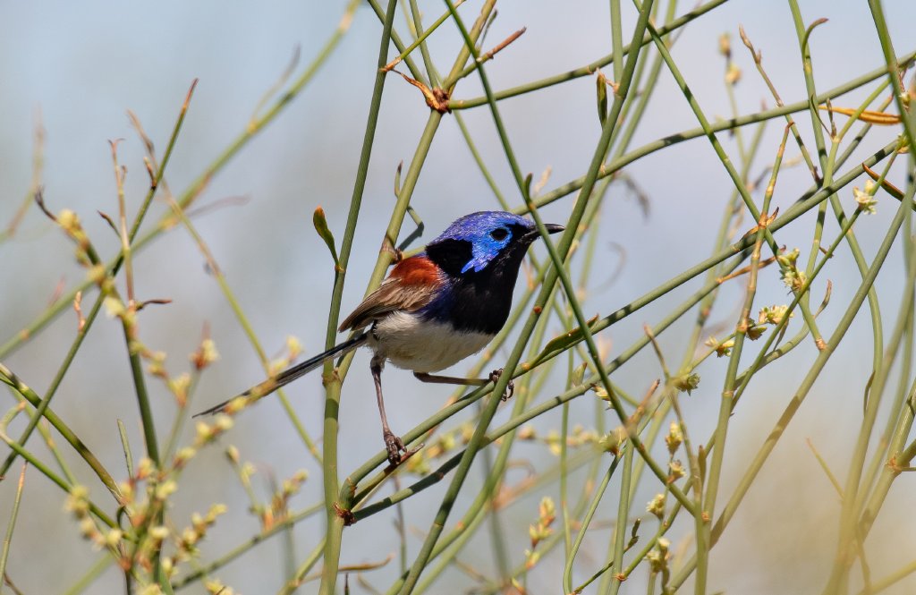 Purple-backed Fairy-wren