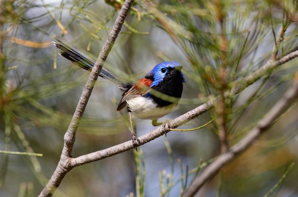 Purple-backed Fairy-wren