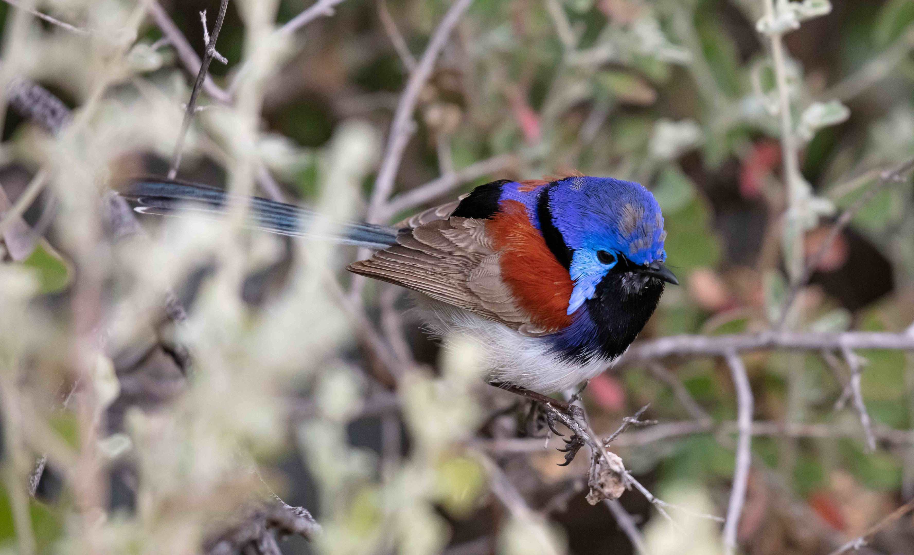 Purple-backed Fairy Wren