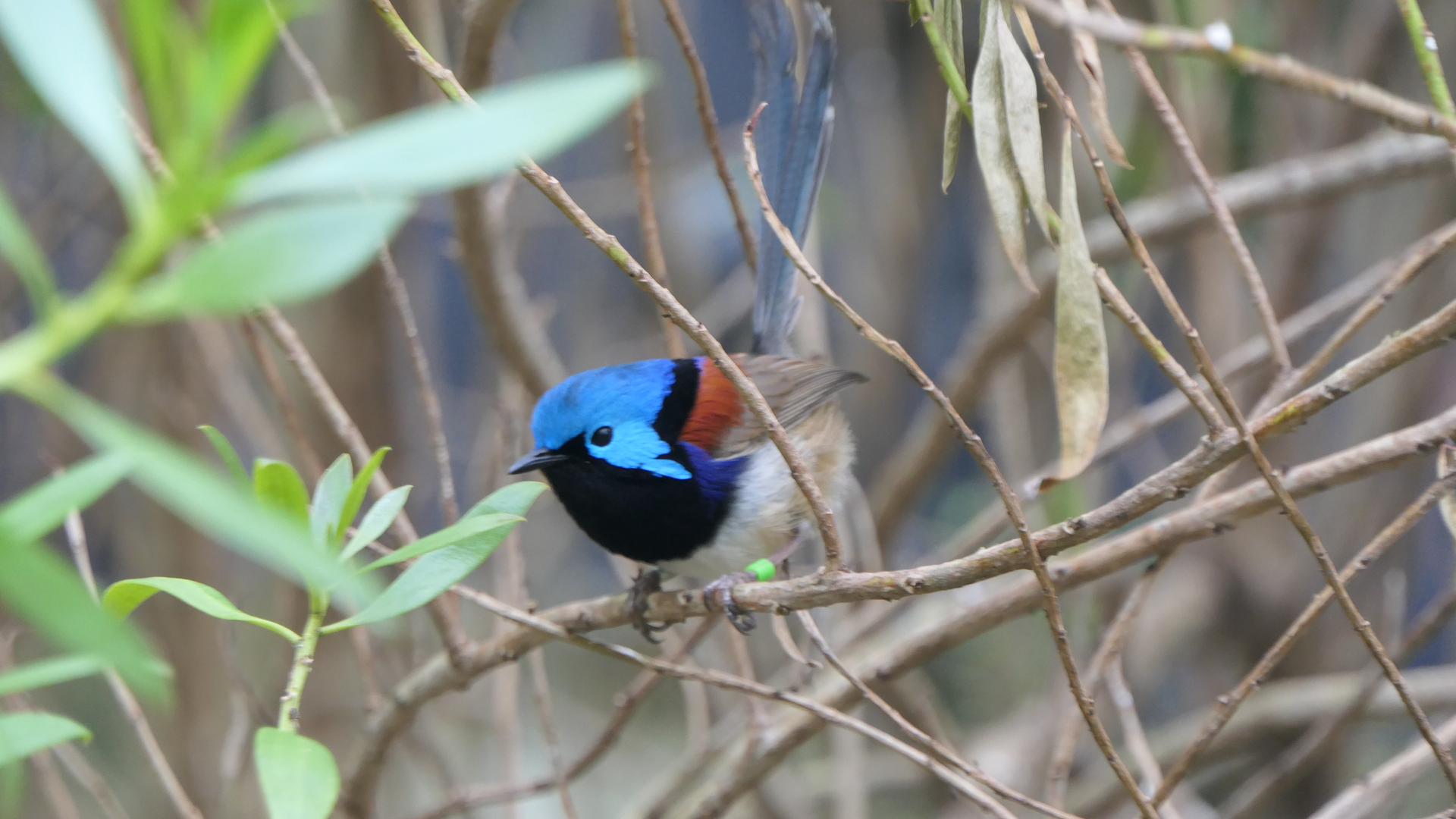 Purple-backed Fairywren