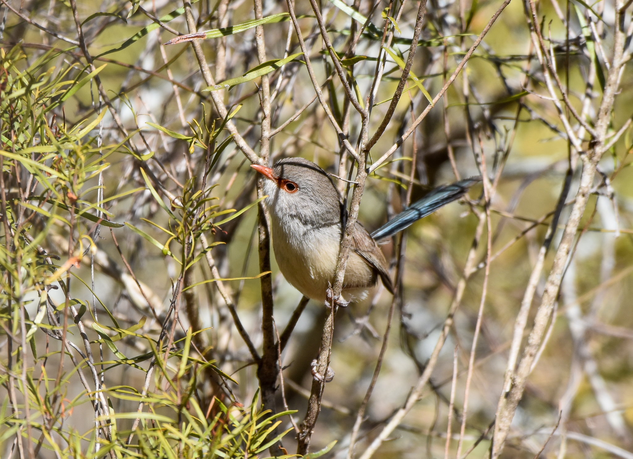 Purple-backed Fairywren