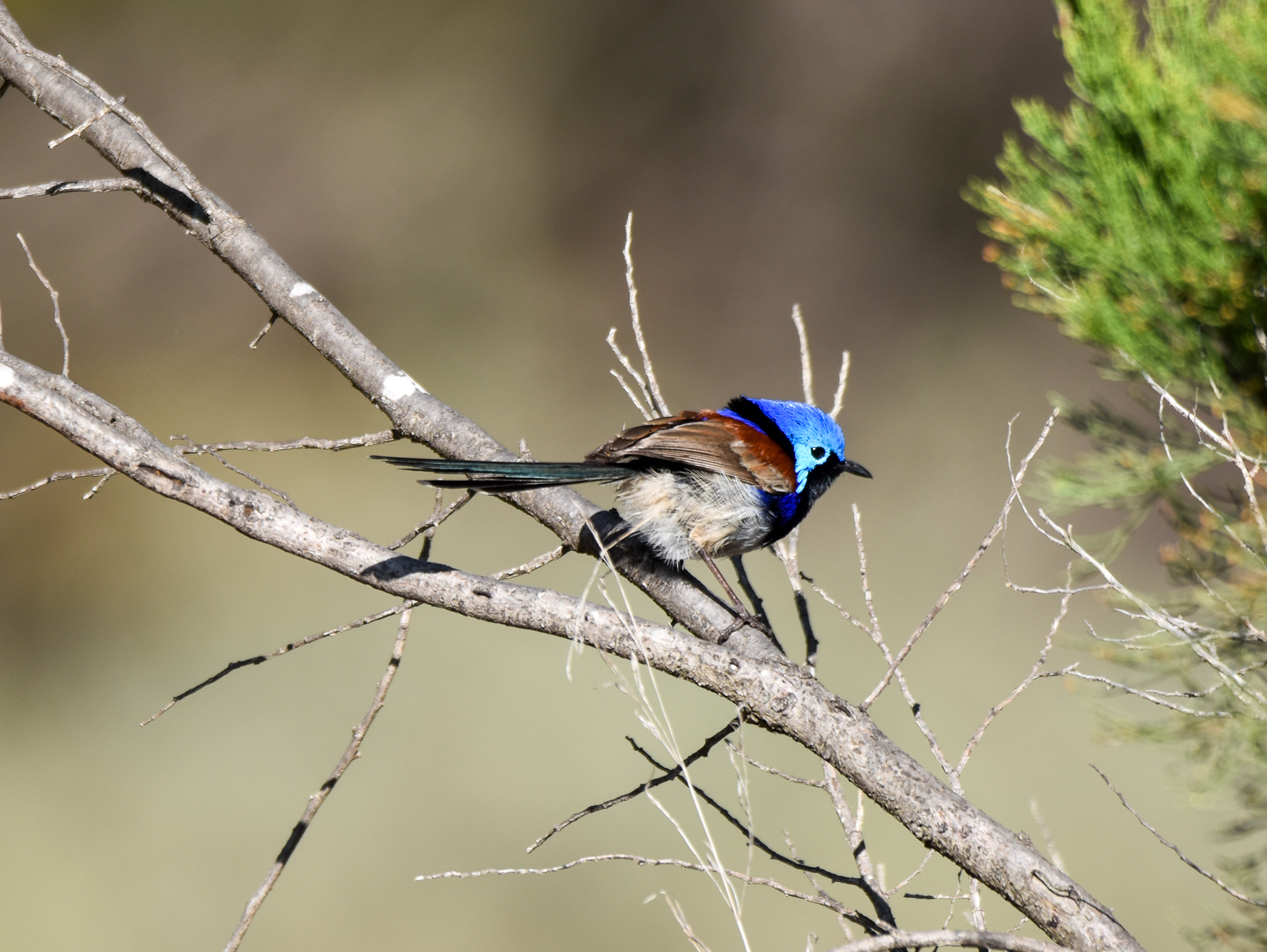 Purple-backed Fairywren