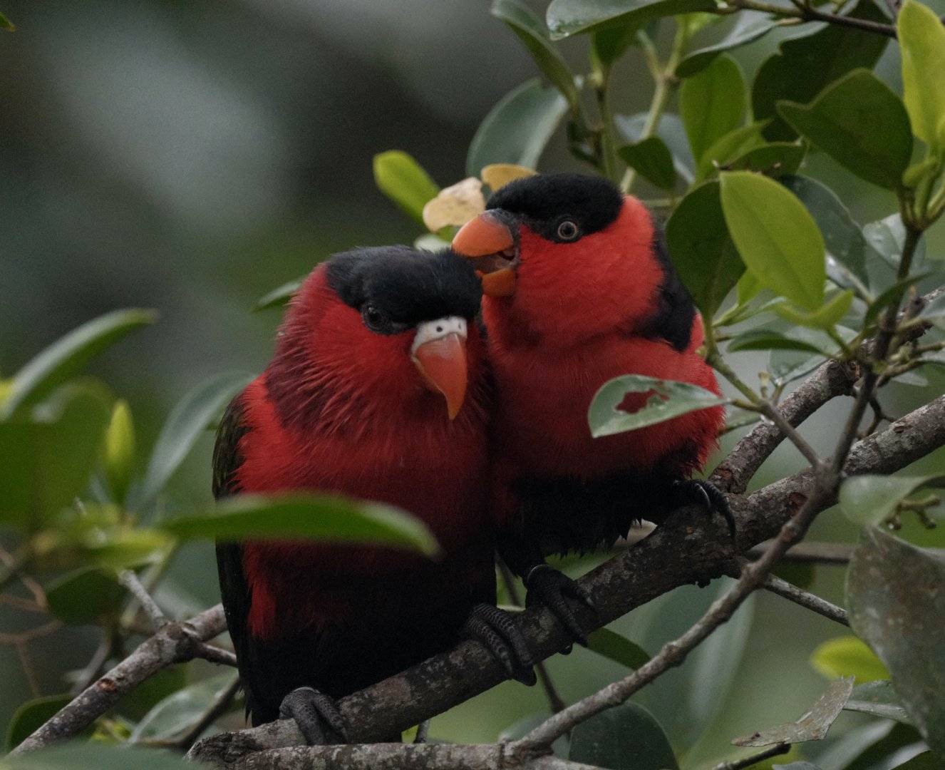 Purple-bellied Lory and Black-capped Lory