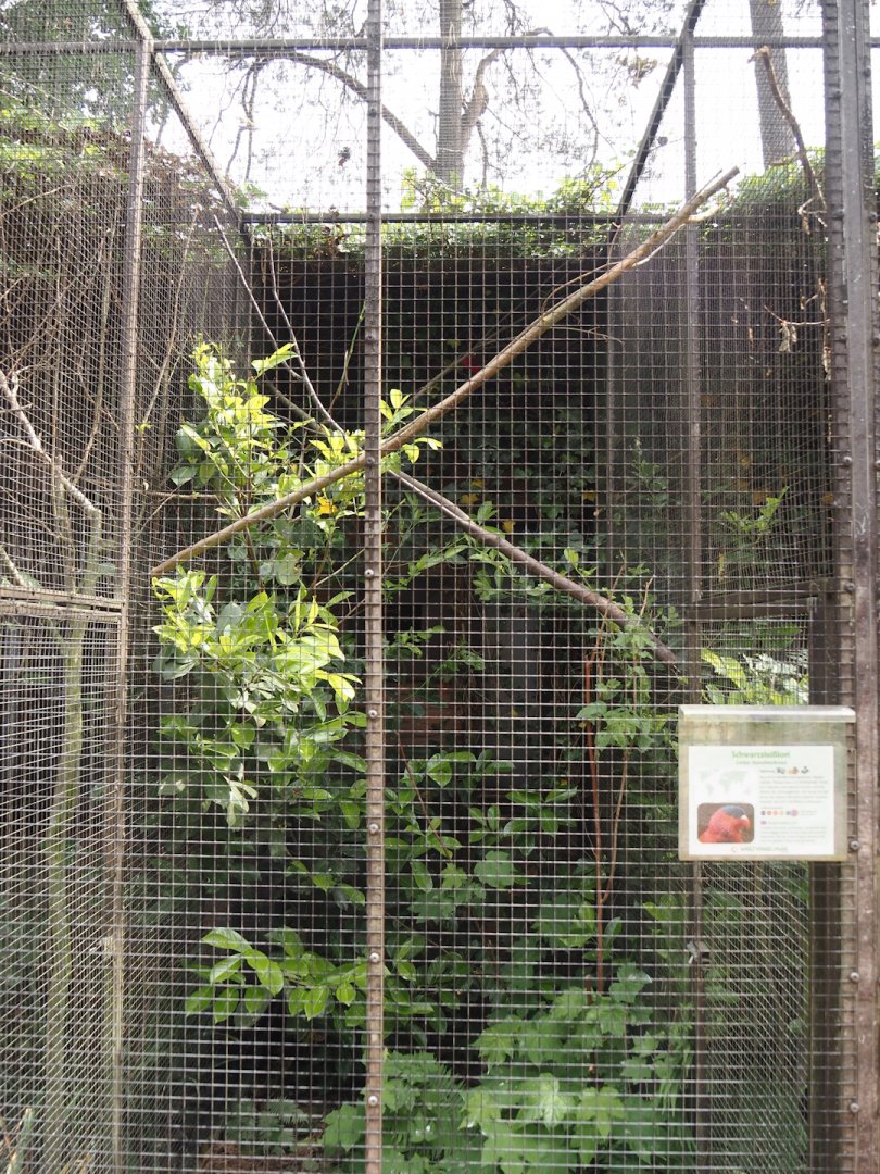 Purple-bellied lory aviary, 2024-05-21