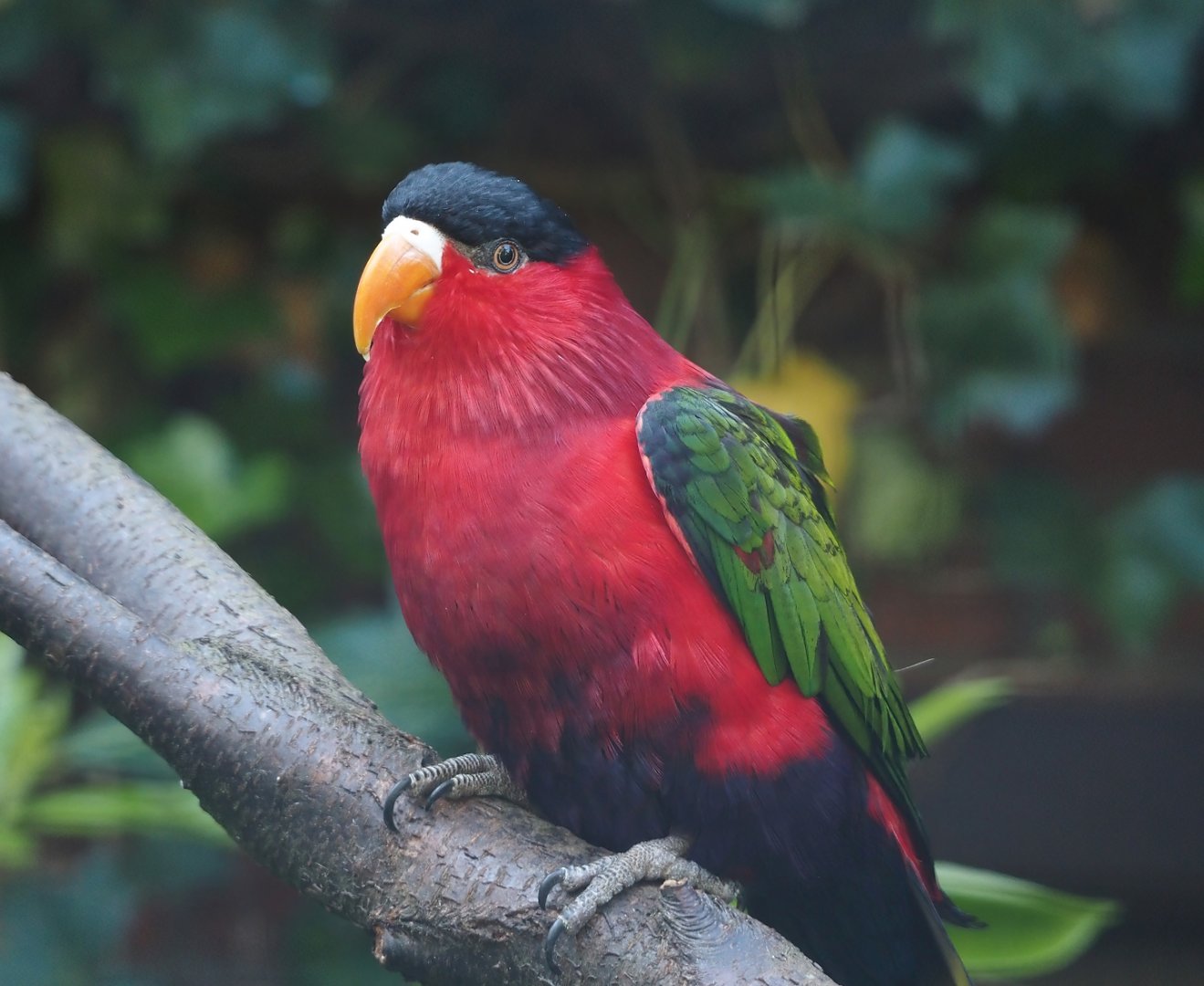 Purple-bellied lory (Lorius hypoinochrous), 2024-05-23