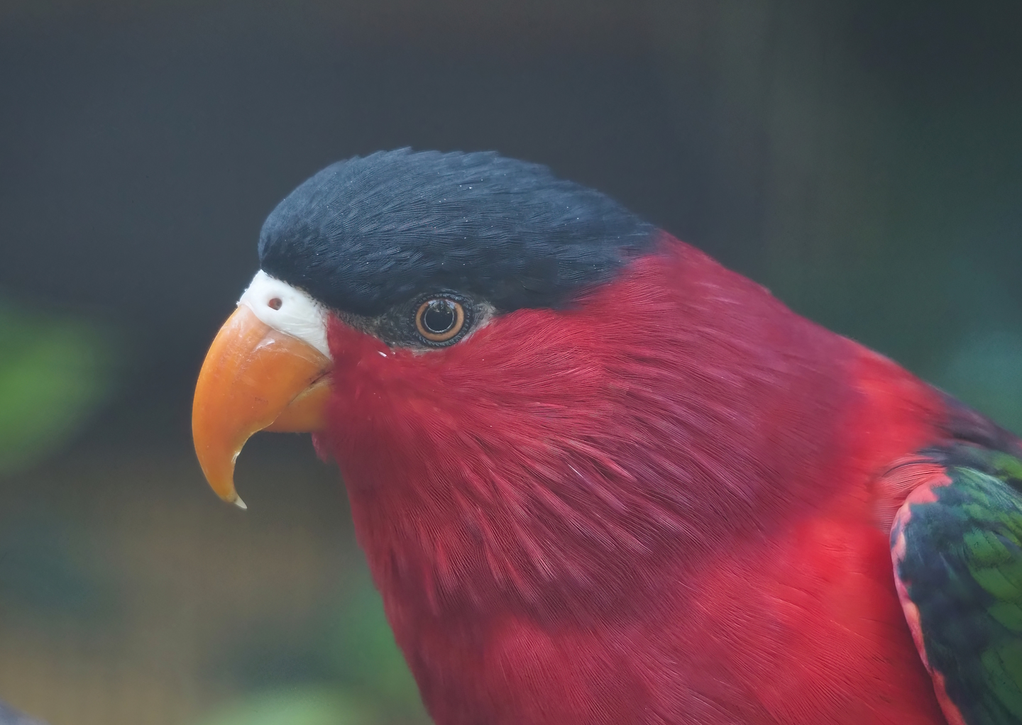 Purple-bellied lory (Lorius hypoinochrous), 2024-05-23