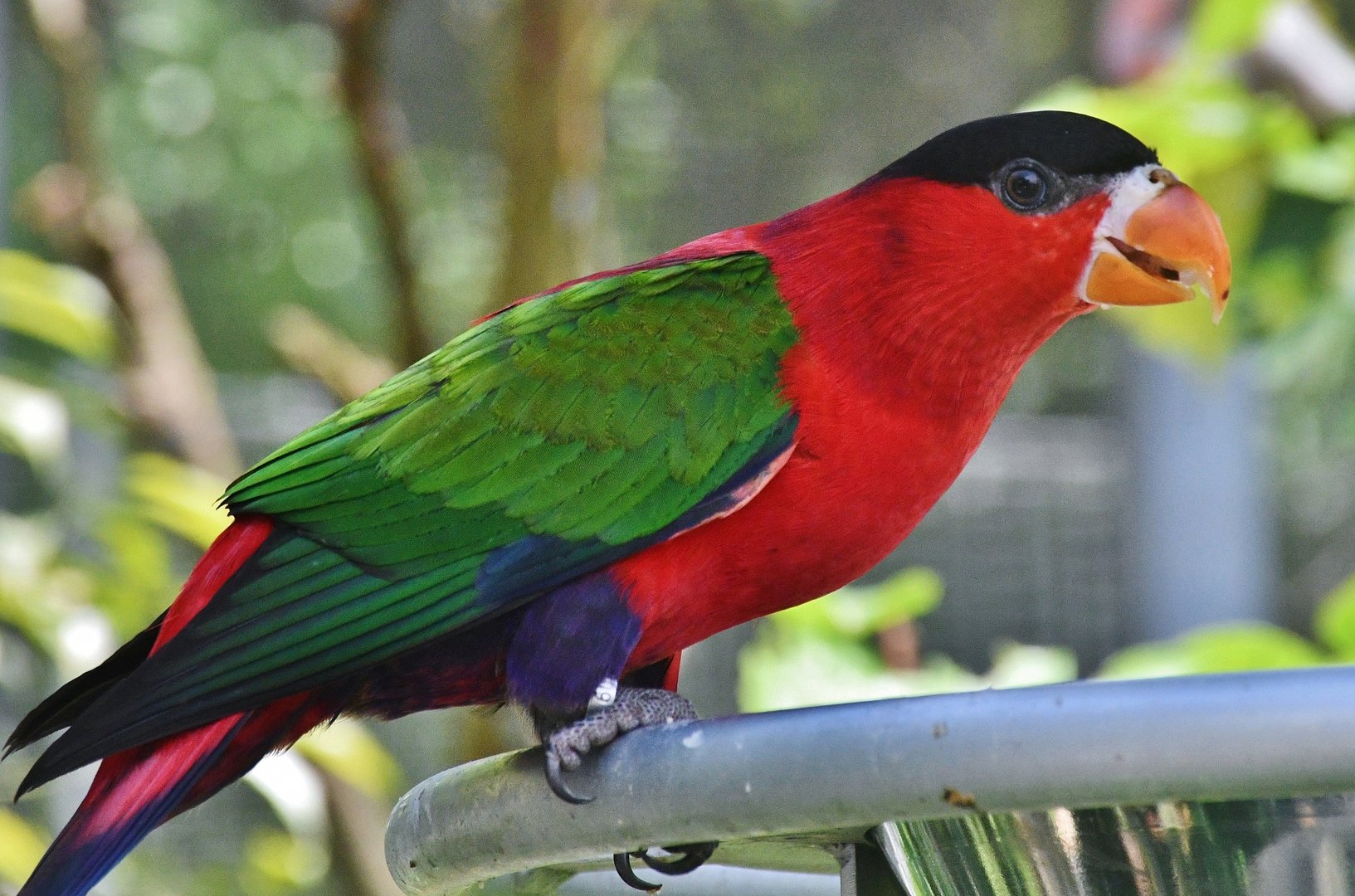 Purple-bellied Lory (Lorius hypoinochrous)