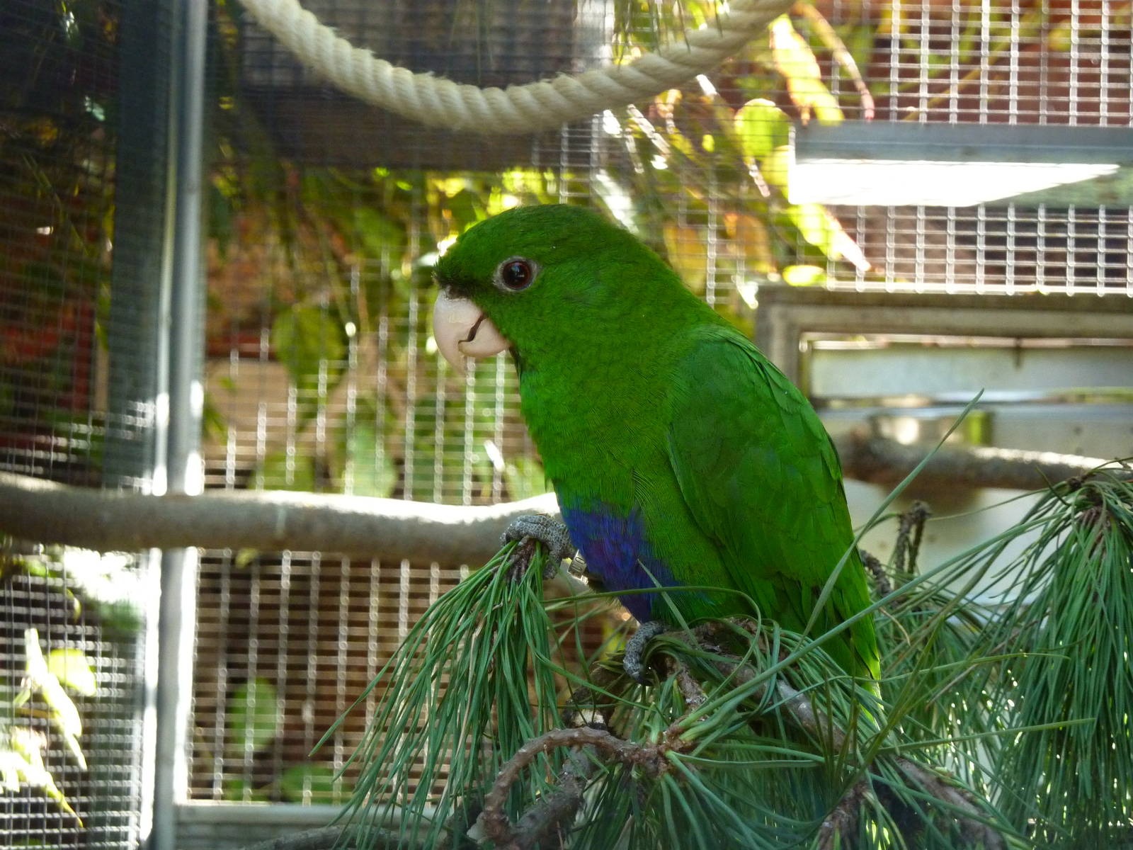 Purple-bellied parrot, December 2012
