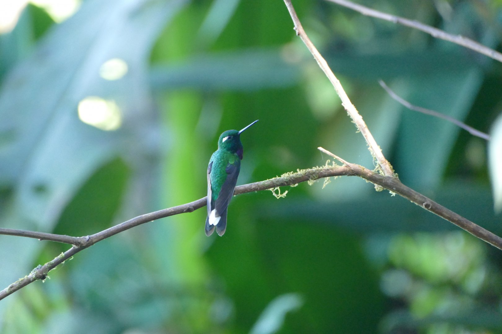 Purple-bibbed Whitetip