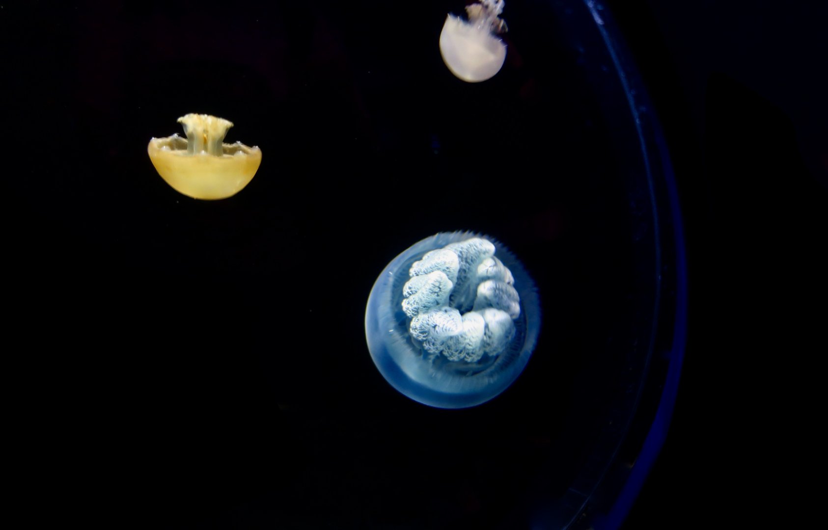 Purple Blubber Jellyfish (Acromitoides purpurus)