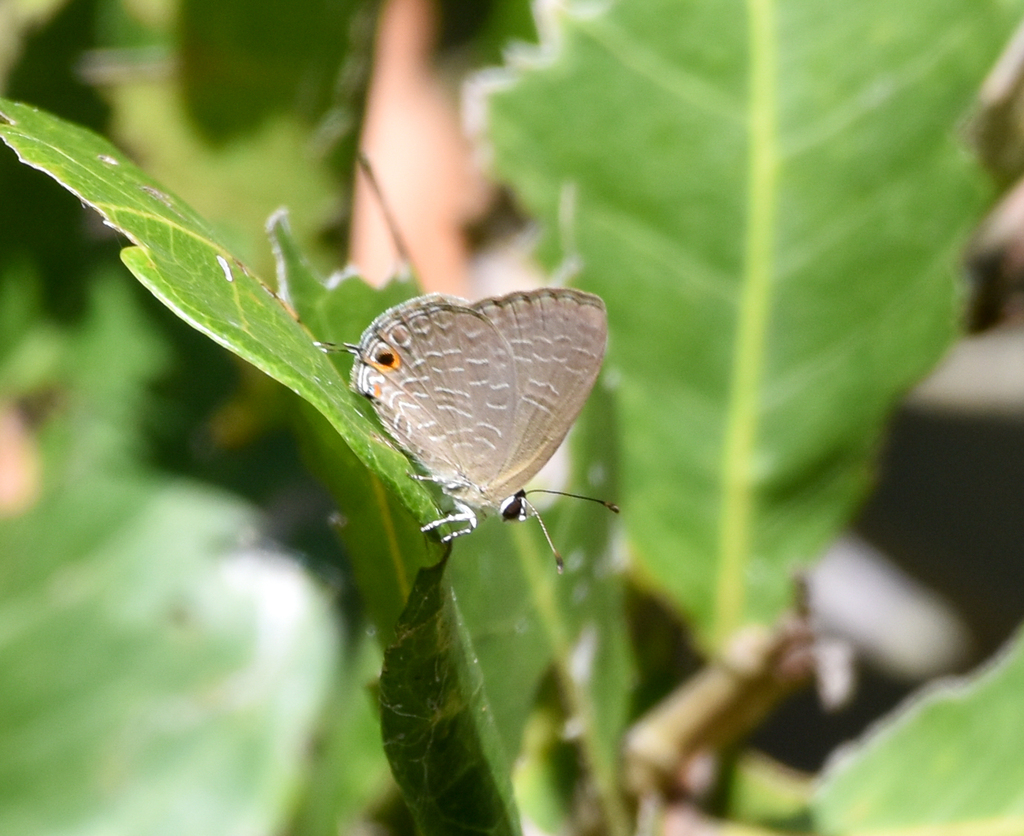 Purple Cerulean, Jamides phaseli