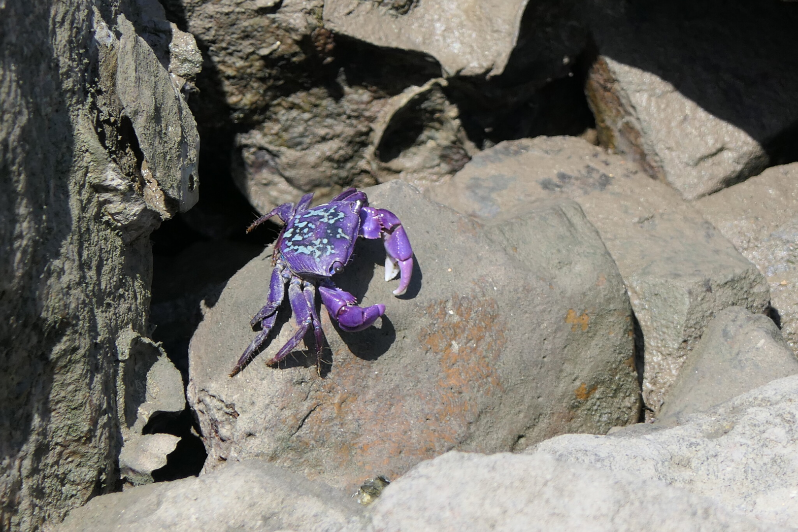 Purple Climber Crab (Metopograpsus frontalis)