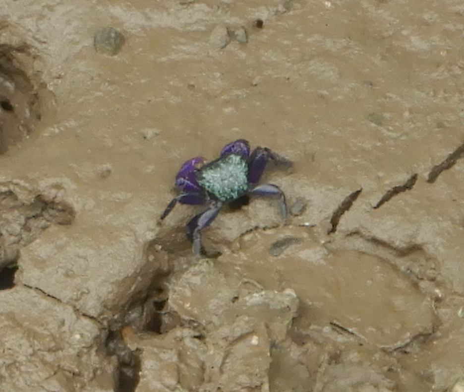 Purple Climber Crab