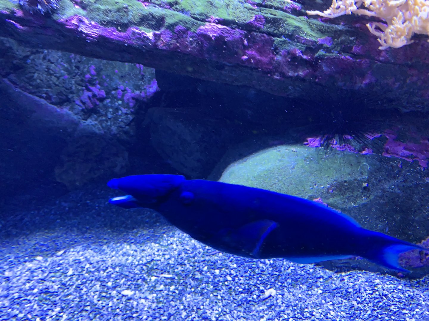 Purple club-nosed wrasse