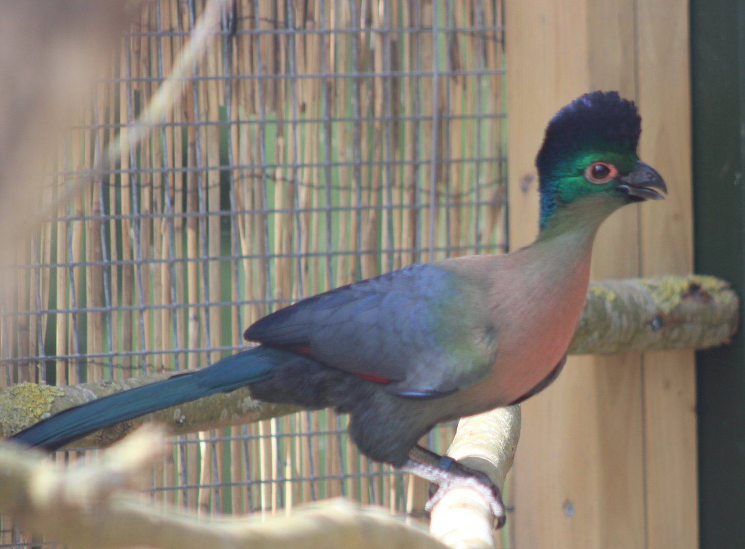 Purple-crested touraco - red-breasted subspecies