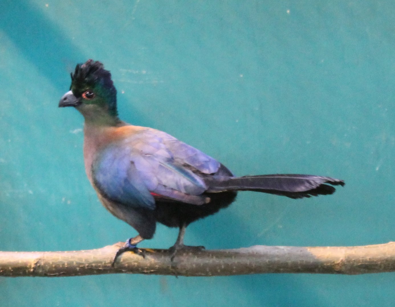 Purple-crested touraco