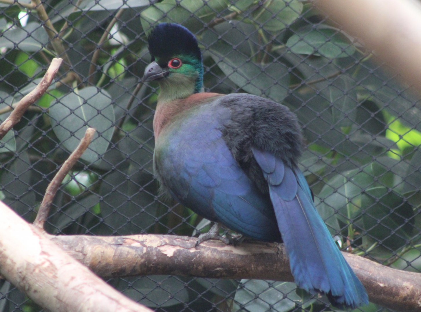 Purple-crested touraco