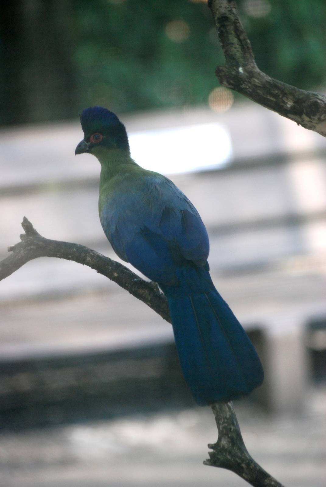 Purple-crested Turaco at Lowry Park, 13/10/13