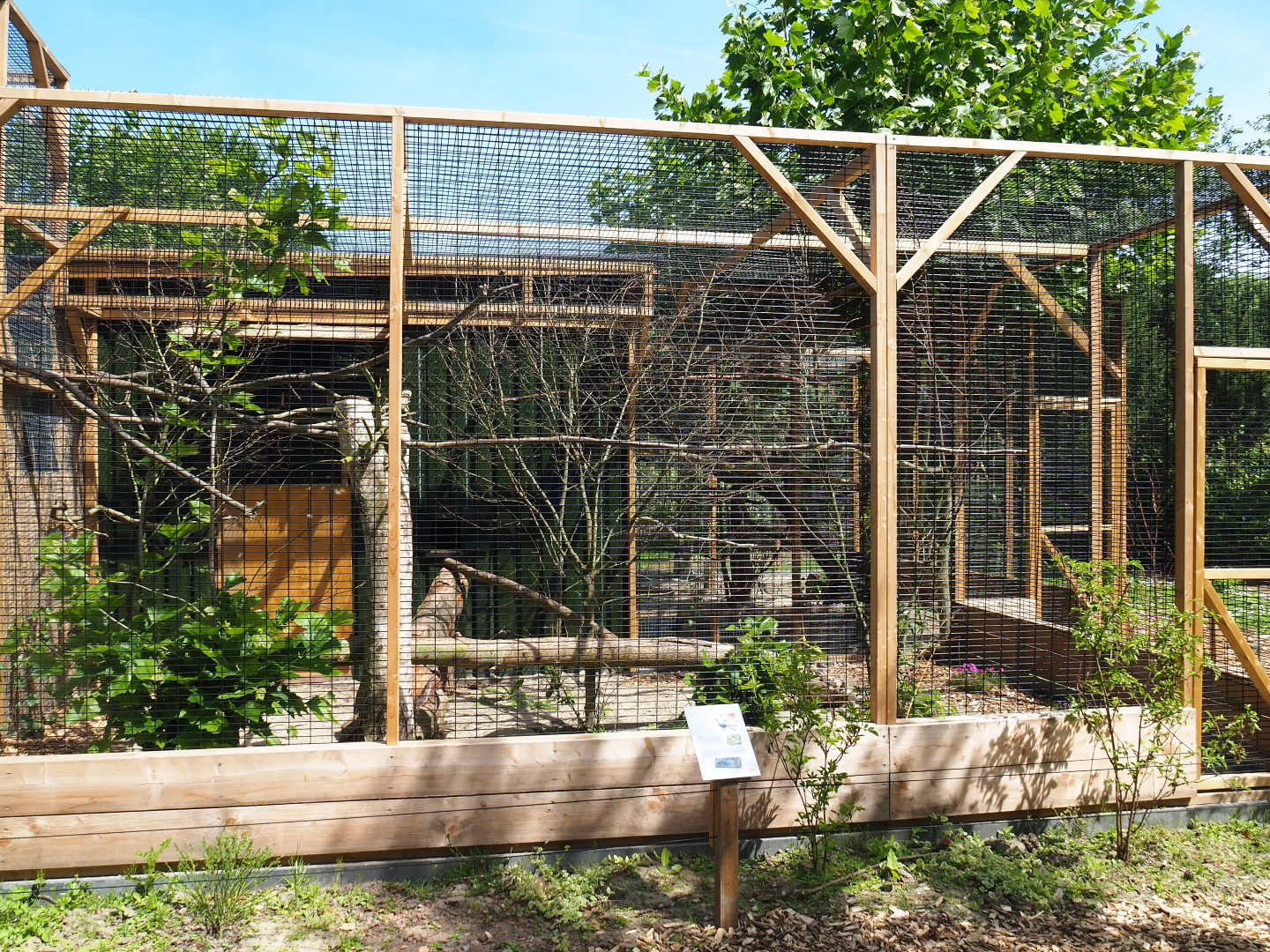 Purple-crested turaco aviary, 2019-06-01