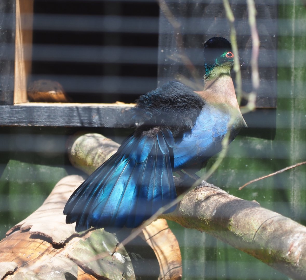 Purple-crested turaco (Gallirex porphyreolophus), 2019-06-01
