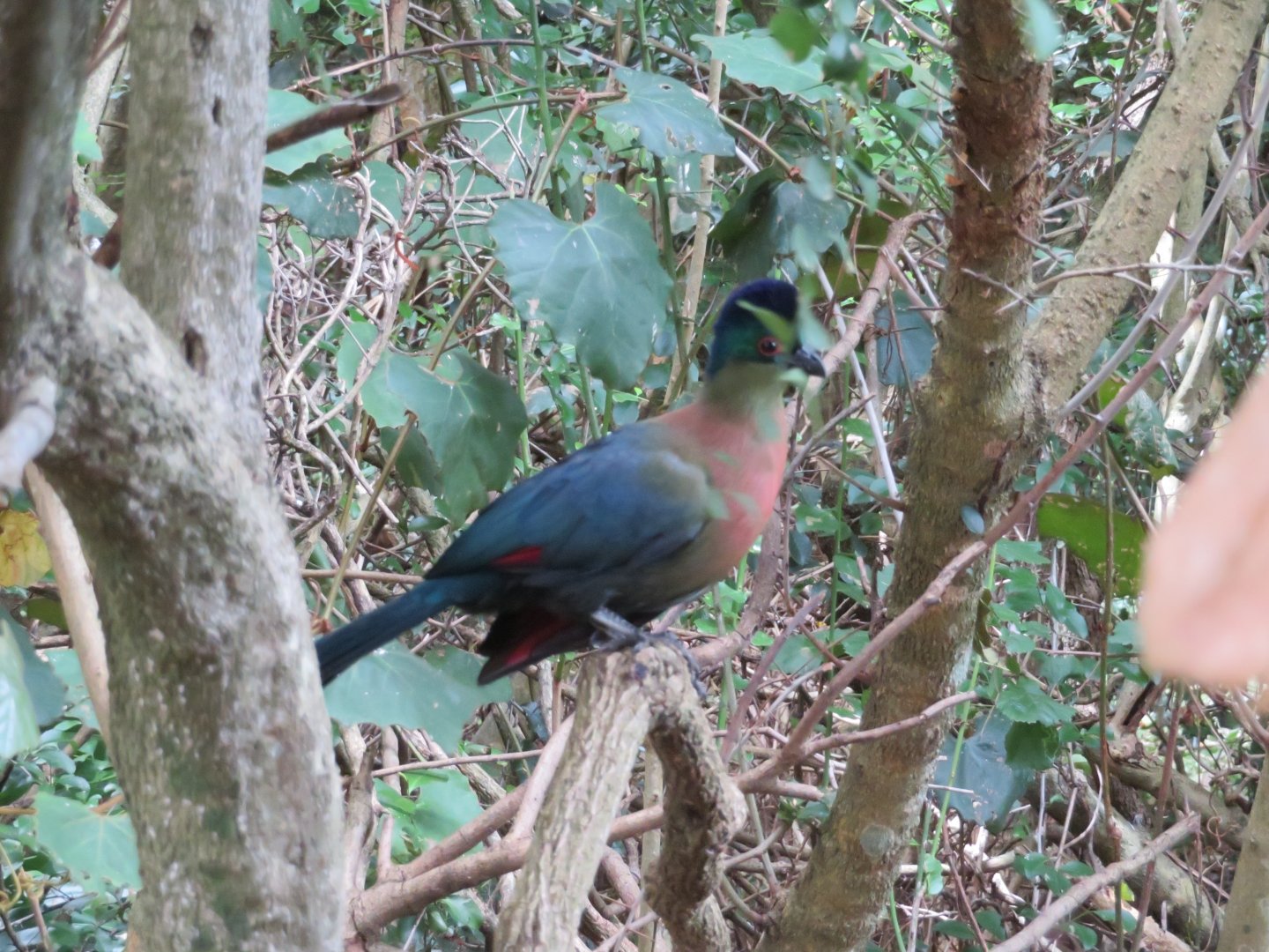 Purple-crested Turaco (Gallirex porphyreolophus)