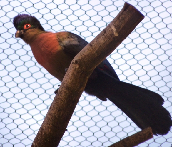 Purple-crested turaco (Tauraco porphyreolophus)