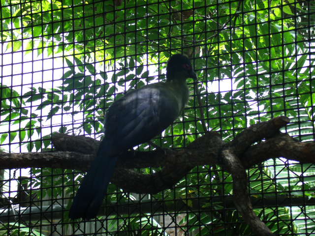 Purple-Crested Turaco