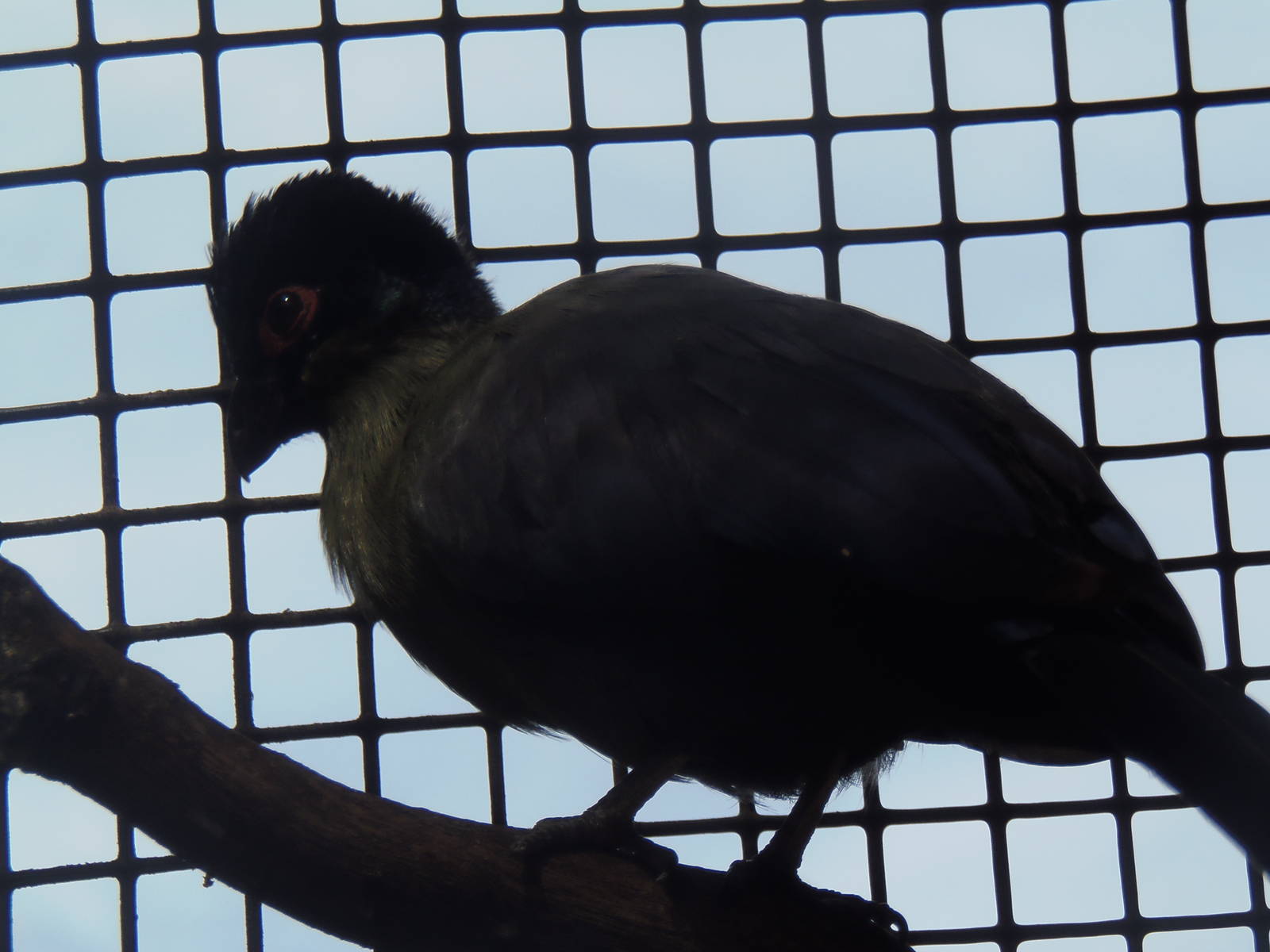 Purple-Crested Turaco