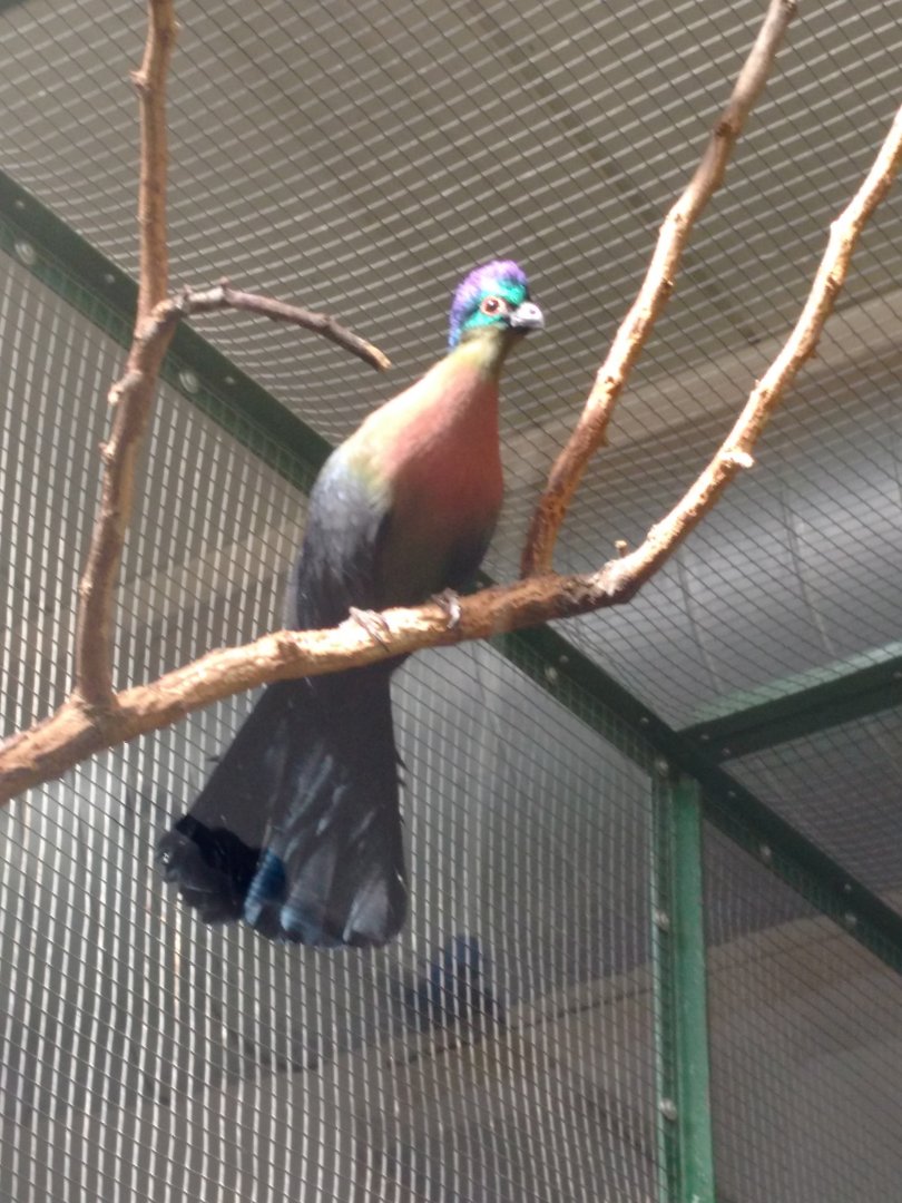 Purple crested turaco
