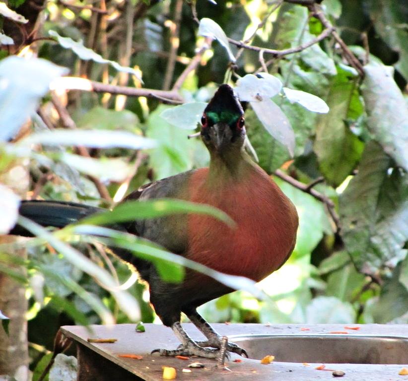 Purple-crested Turaco