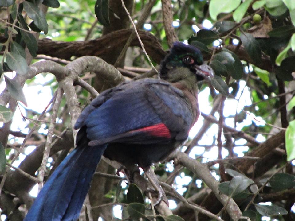Purple-crested Turaco