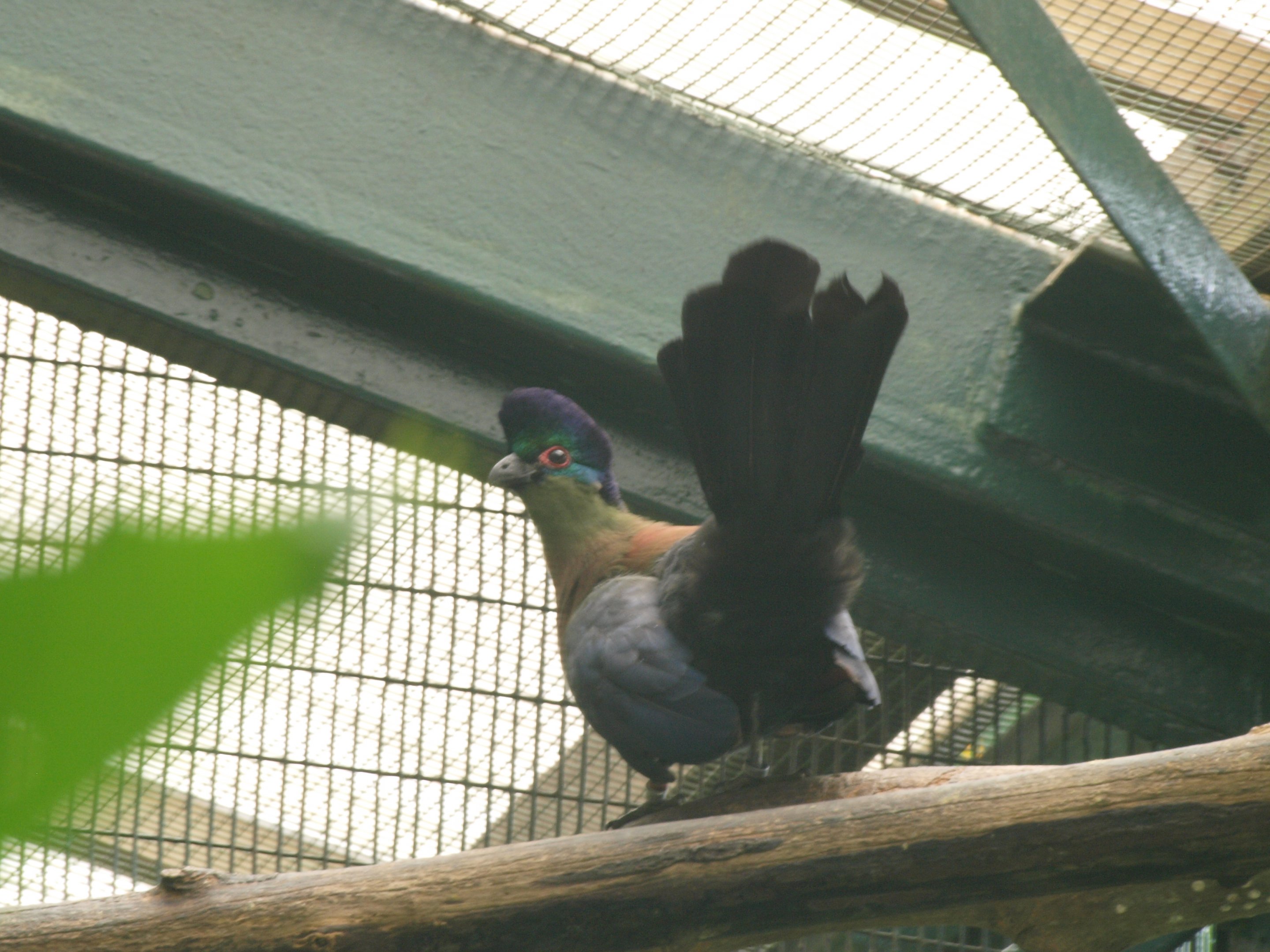 Purple crested turaco