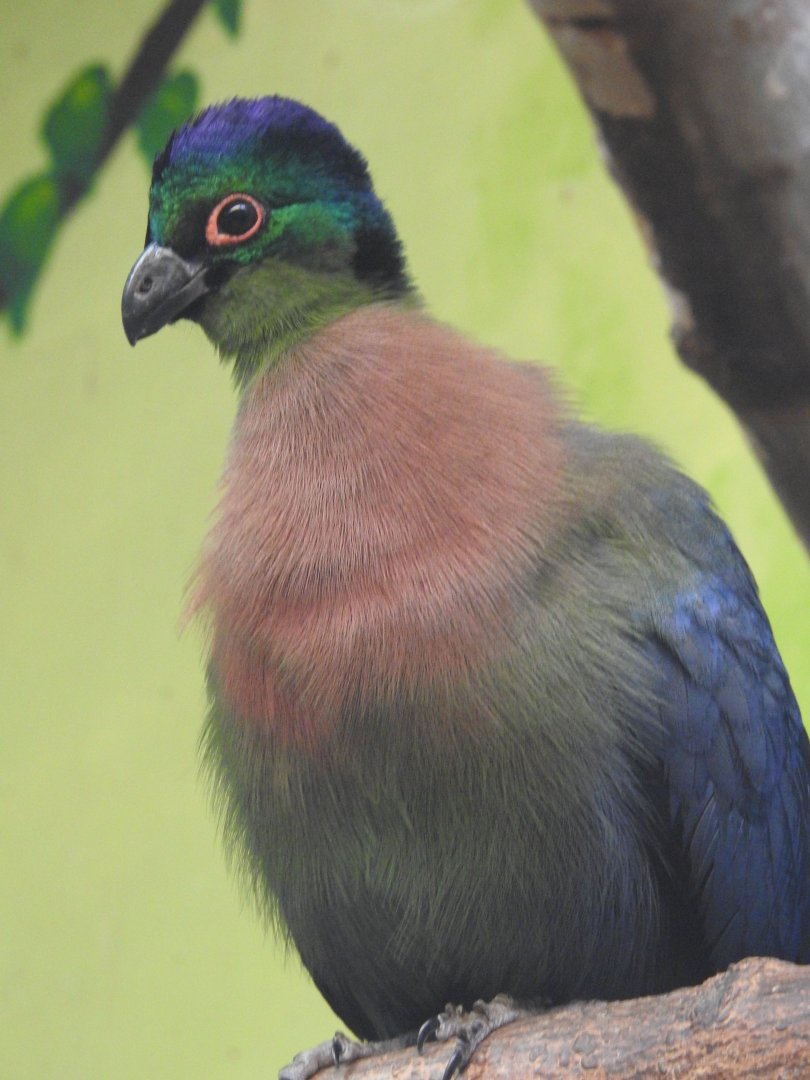 Purple-crested turaco